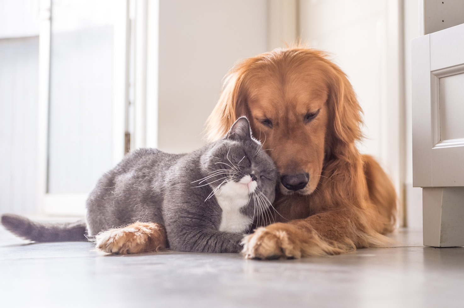 Dog and cat sleeping next to one another